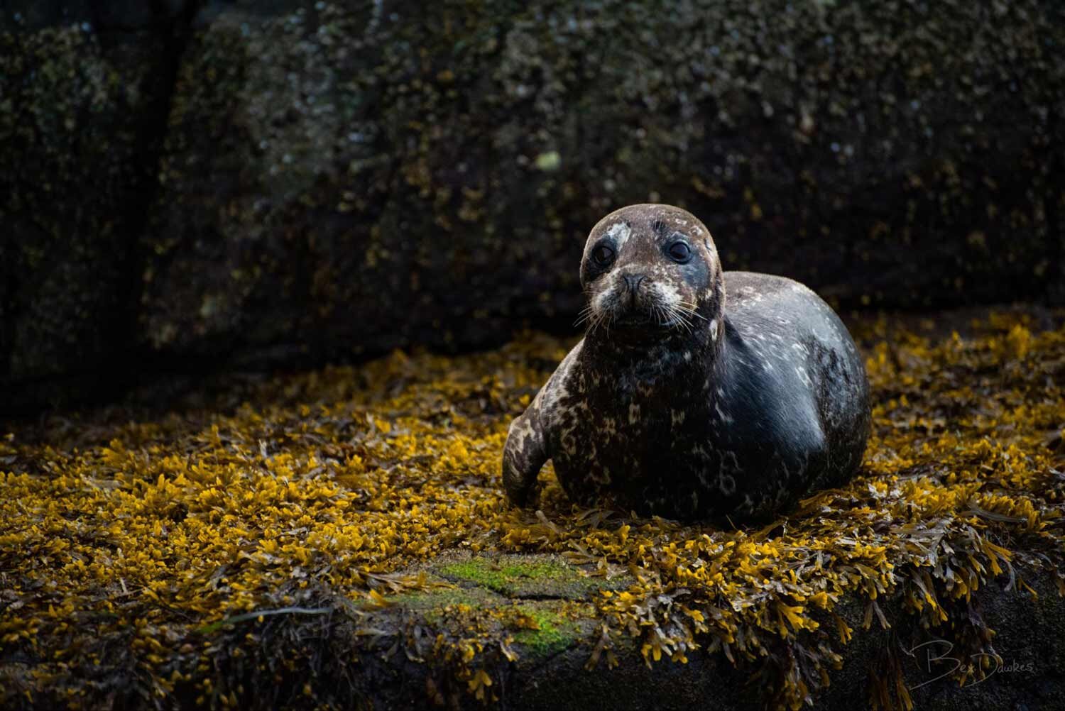 Animals on Vancouver Island